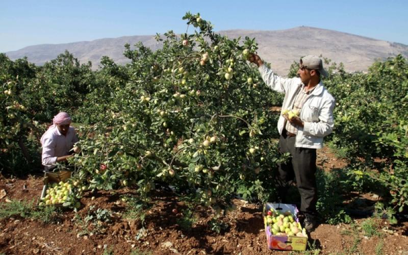 صور: موسم جني التفاح بالضفة