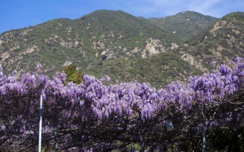 صور: جمال النباتات الوردية البنفسجية