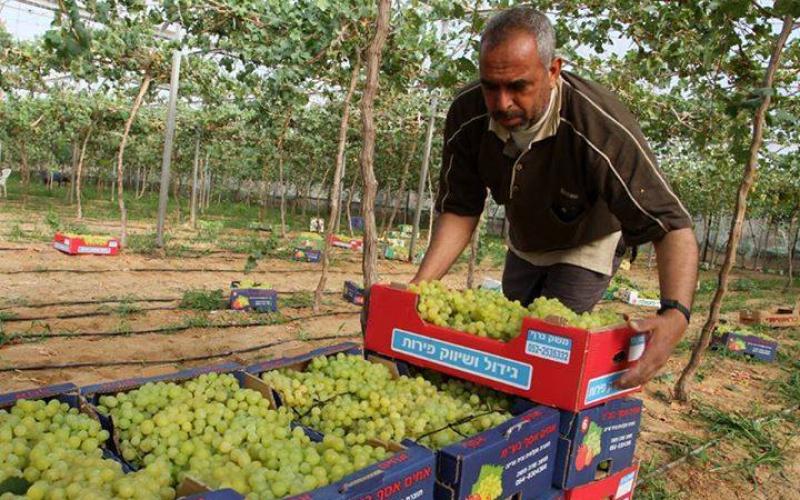 صور: موسم جني العنب