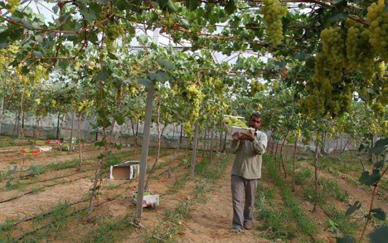 صور: موسم جني العنب