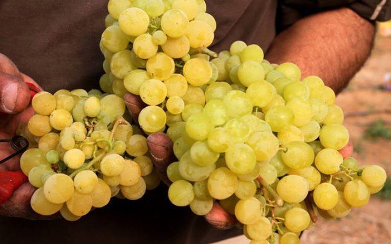 صور: موسم جني العنب