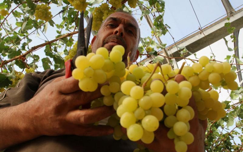 صور: موسم قطف العنب في غزة