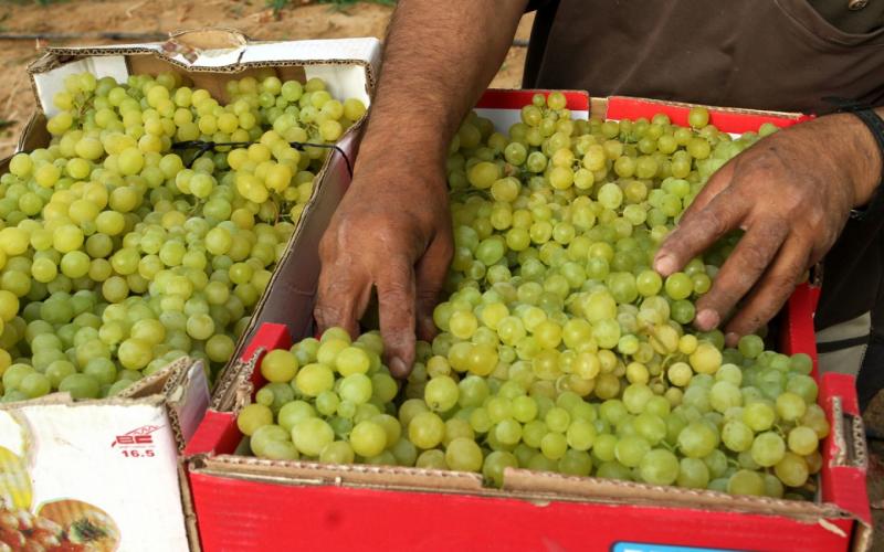 صور: موسم قطف العنب في غزة
