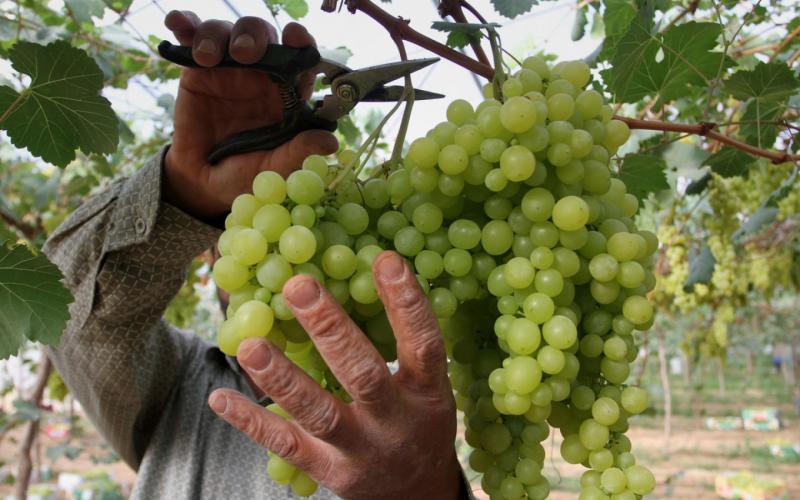صور: موسم قطف العنب في غزة
