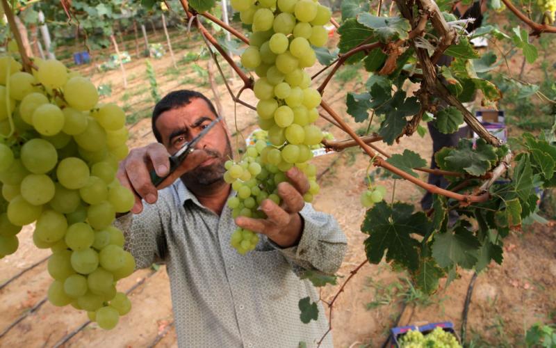 صور: موسم قطف العنب في غزة