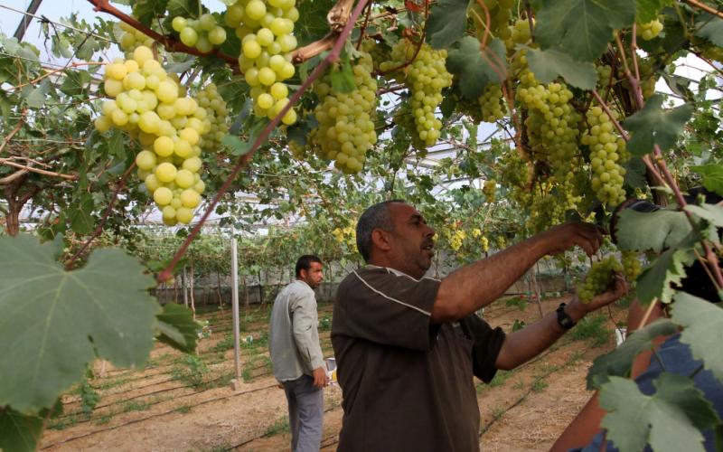 صور: موسم قطف العنب في غزة