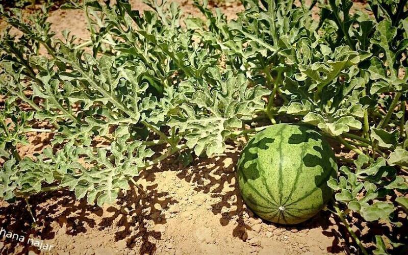 صور: مزارع شرق خانيونس جنوب القطاع