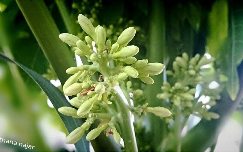 صور: مزارع شرق خانيونس جنوب القطاع