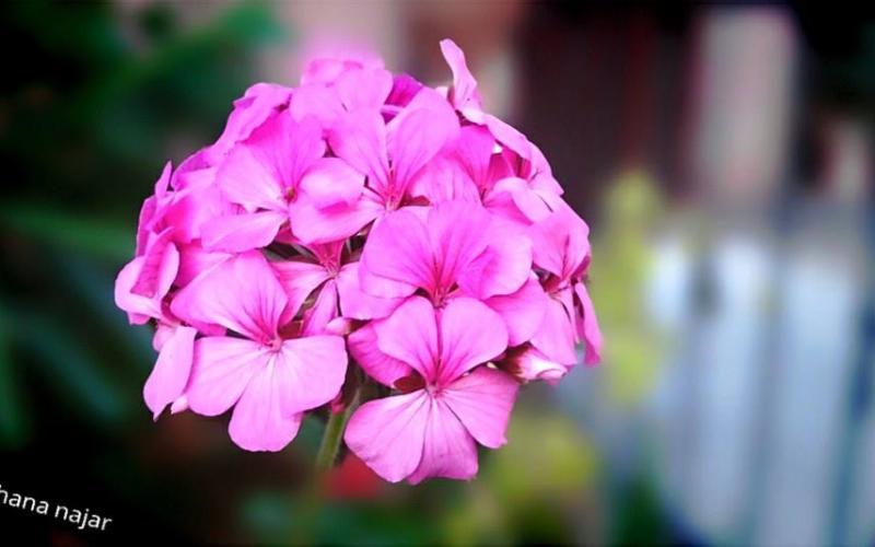 صور: مزارع شرق خانيونس جنوب القطاع