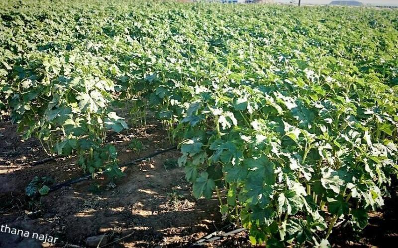 صور: مزارع شرق خانيونس جنوب القطاع