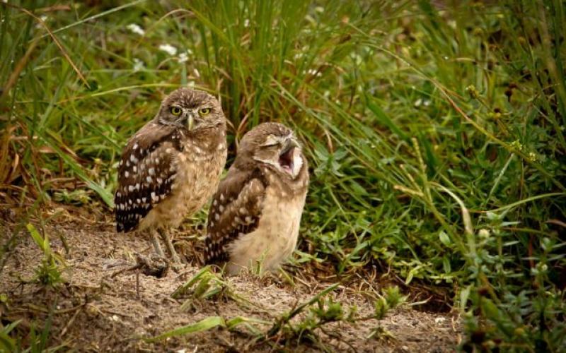 صور: حيوانات في قيلولة