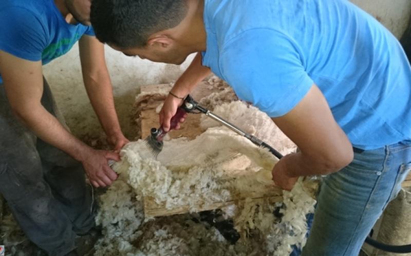 صور: موسم قص صوف الأغنام