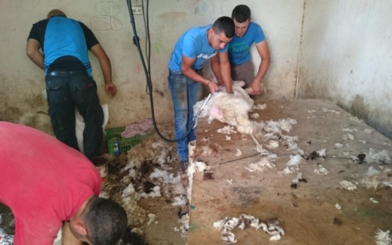 صور: موسم قص صوف الأغنام