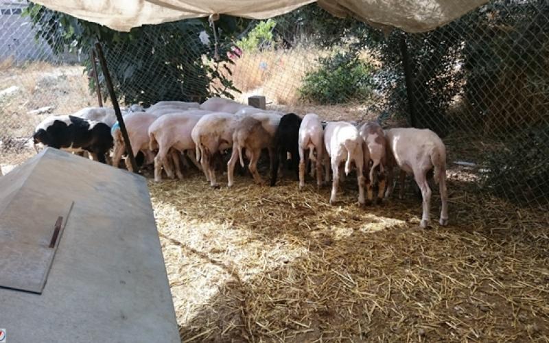 صور: موسم قص صوف الأغنام