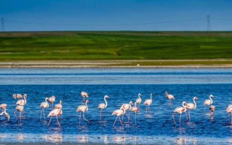 صور: طيور الفلامنجو في بحيرة دودين