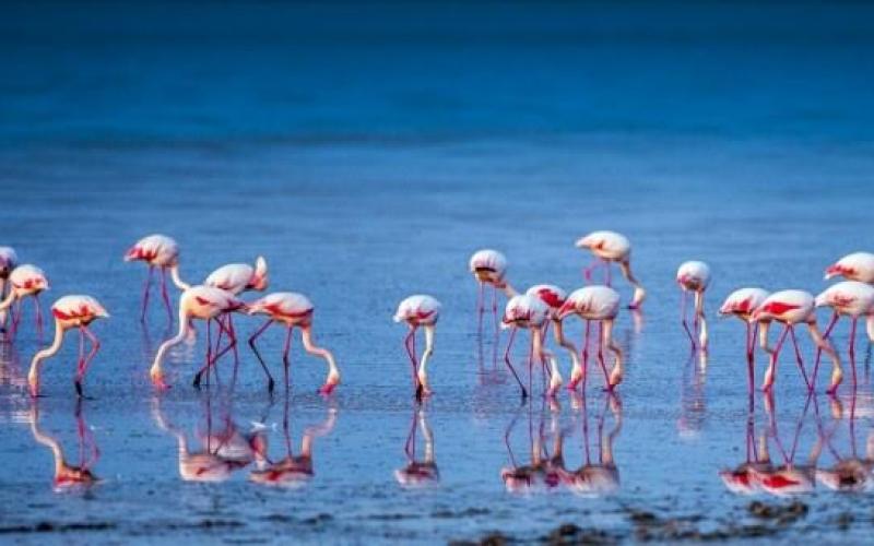صور: طيور الفلامنجو في بحيرة دودين