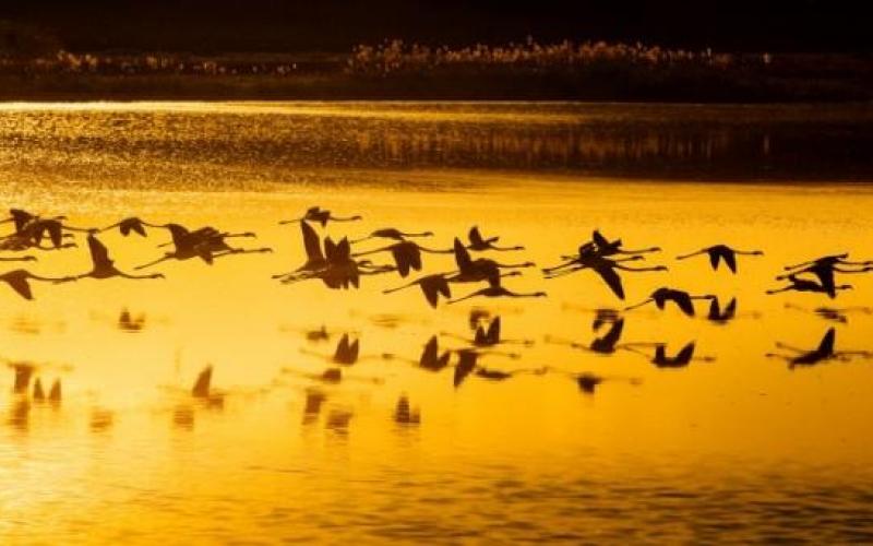 صور: طيور الفلامنجو في بحيرة دودين