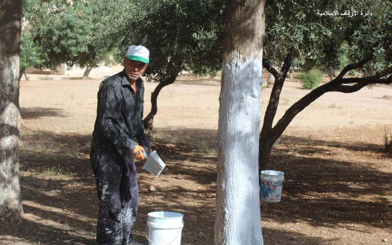صور: طلاء أشجار الأقصى لحمايتها