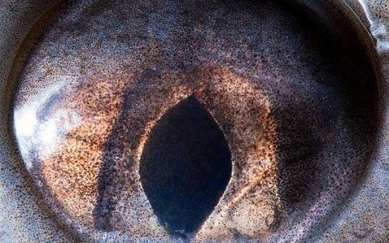 صور: لقطات داخل عيون الحيوانات