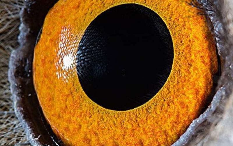صور: لقطات داخل عيون الحيوانات