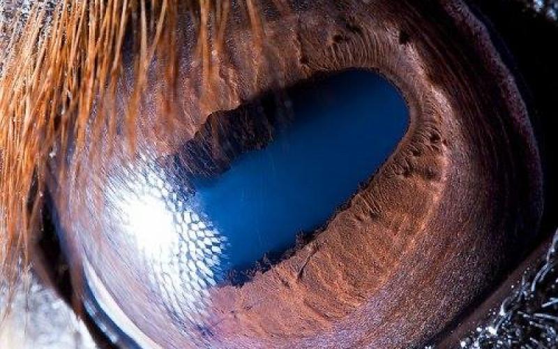 صور: لقطات داخل عيون الحيوانات