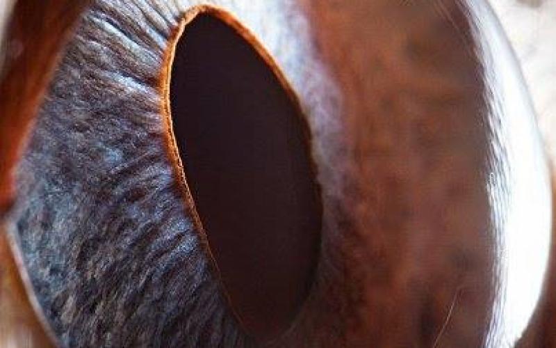 صور: لقطات داخل عيون الحيوانات