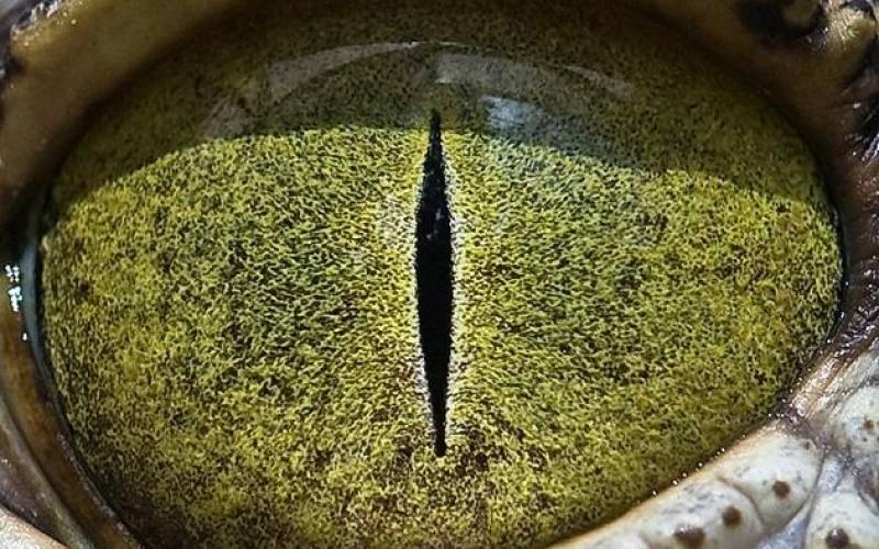صور: لقطات داخل عيون الحيوانات