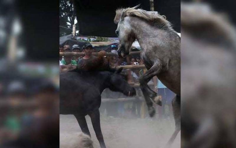 صور: خيول تتنافس حتى الموت
