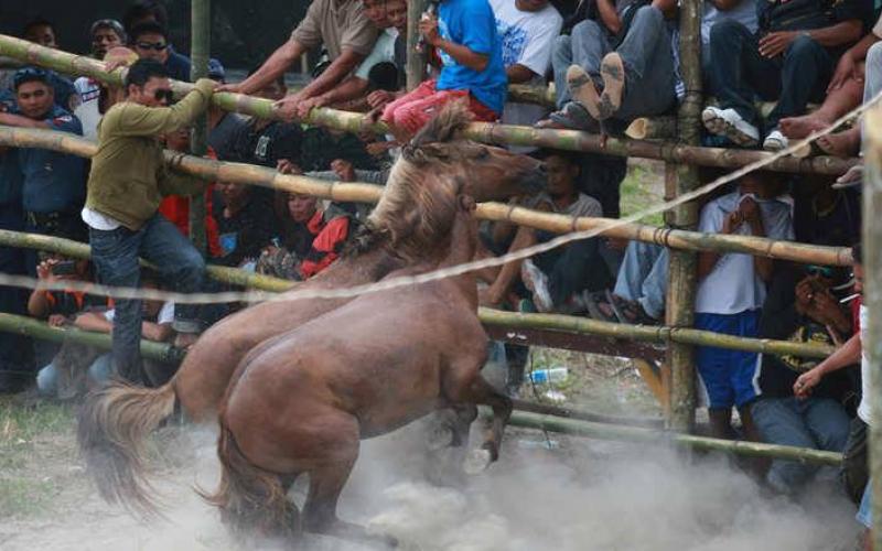 صور: خيول تتنافس حتى الموت
