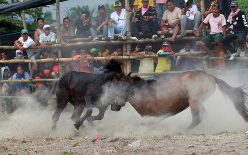 صور: خيول تتنافس حتى الموت