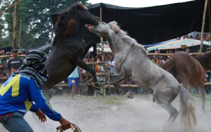 صور: خيول تتنافس حتى الموت