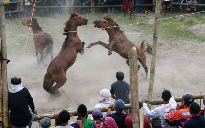 صور: خيول تتنافس حتى الموت