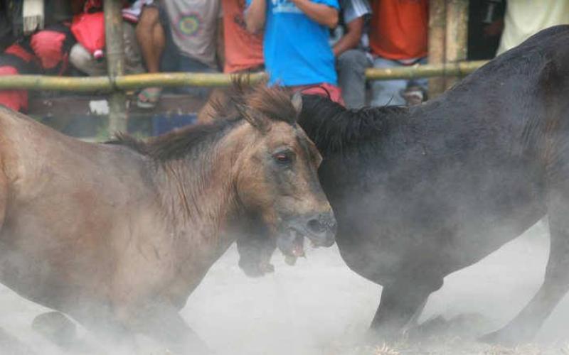 صور: خيول تتنافس حتى الموت