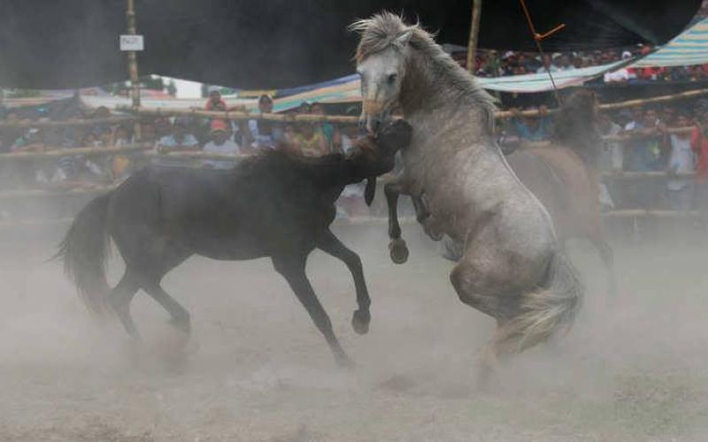 صور: خيول تتنافس حتى الموت