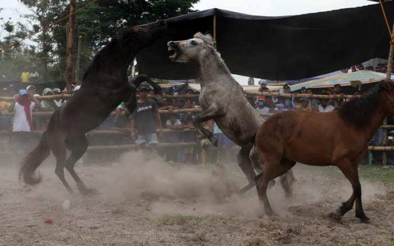 صور: خيول تتنافس حتى الموت