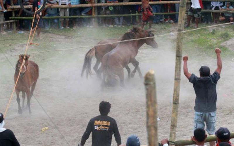 صور: خيول تتنافس حتى الموت