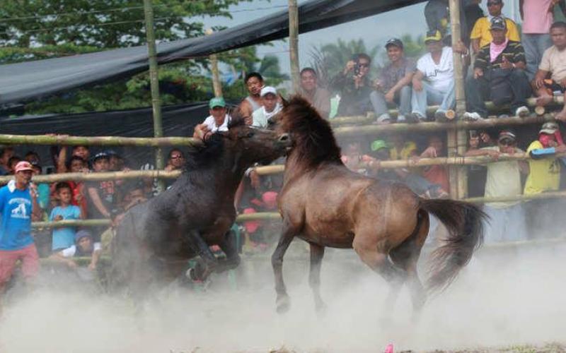 صور: خيول تتنافس حتى الموت