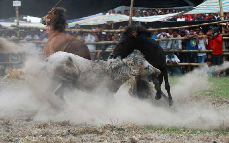 صور: خيول تتنافس حتى الموت