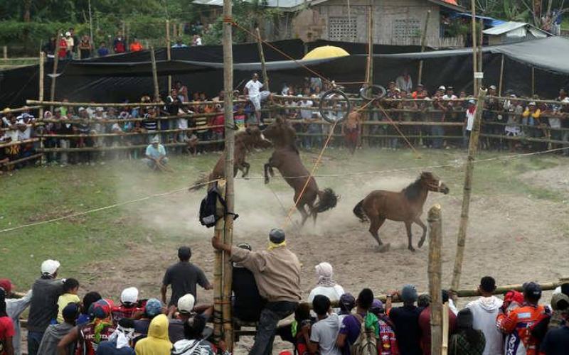 صور: خيول تتنافس حتى الموت