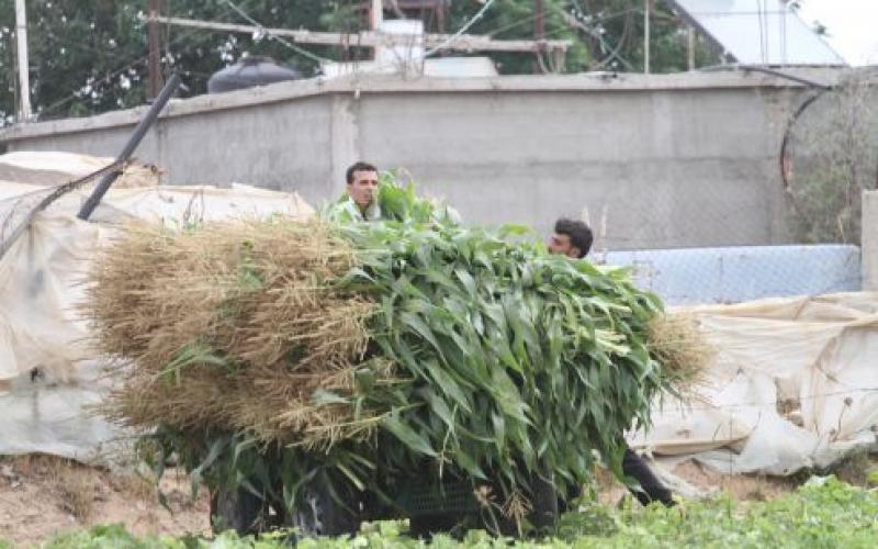 صور: حصاد "الذرة" في بيت لاهيا