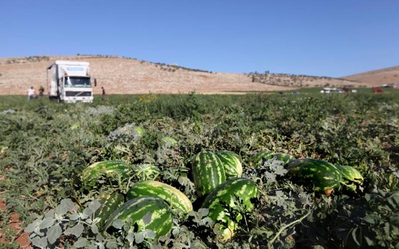 صور: زراعة البطيخ في سهل البقيعة بطوباس