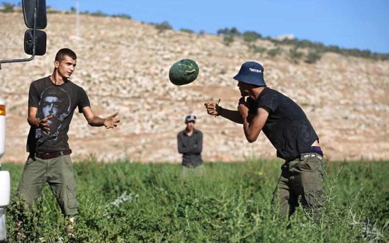 صور: زراعة البطيخ في سهل البقيعة بطوباس