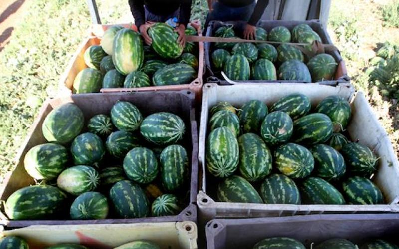 صور: زراعة البطيخ في سهل البقيعة بطوباس