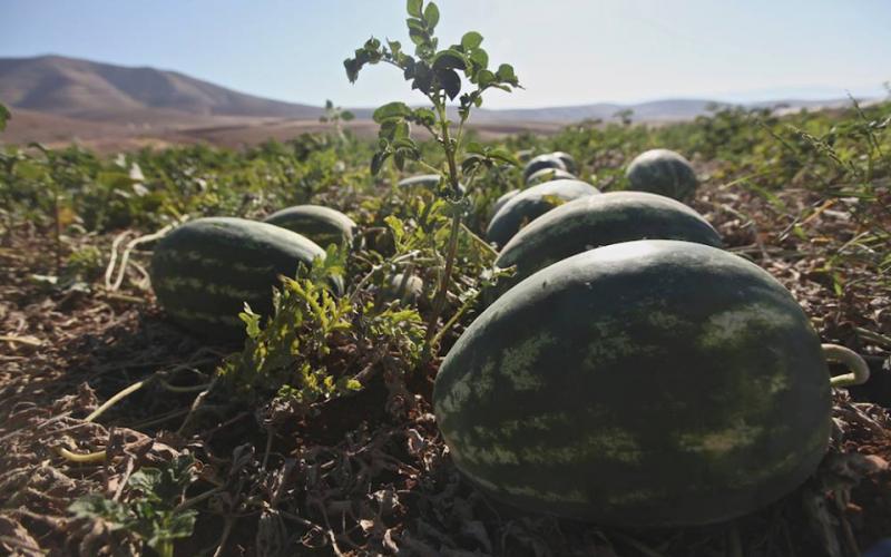 صور: جني البطيخ في سهل البقيعة بطوباس