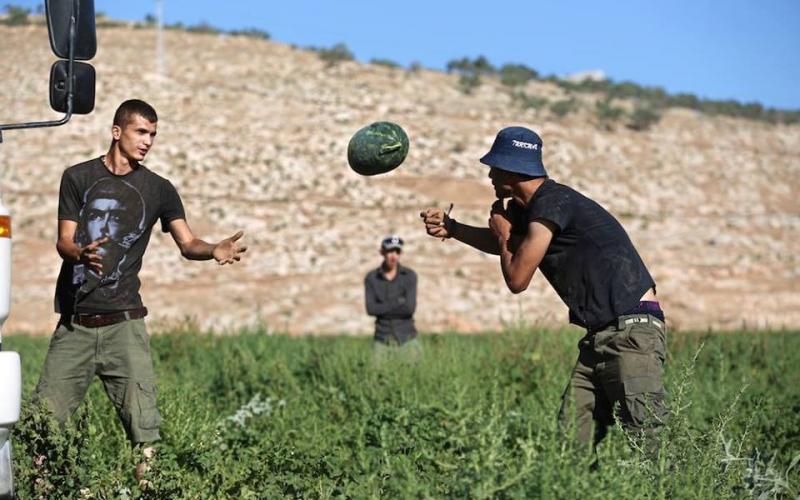 صور: جني البطيخ في سهل البقيعة بطوباس