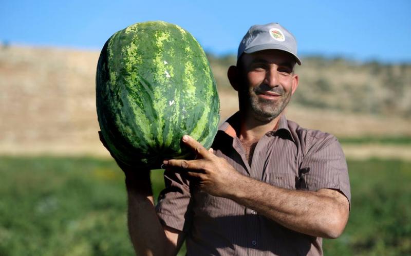 صور: جني البطيخ في سهل البقيعة بطوباس
