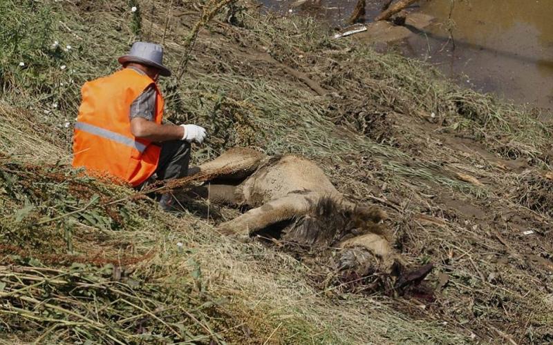 صور: هروب حيوانات مفترسة من الفيضانات