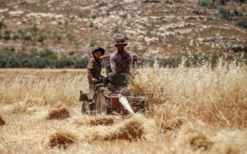 صور: موسم حصاد القمح في رام الله