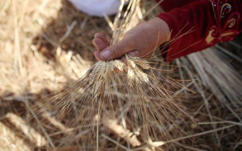 صور: موسم حصاد القمح في رام الله