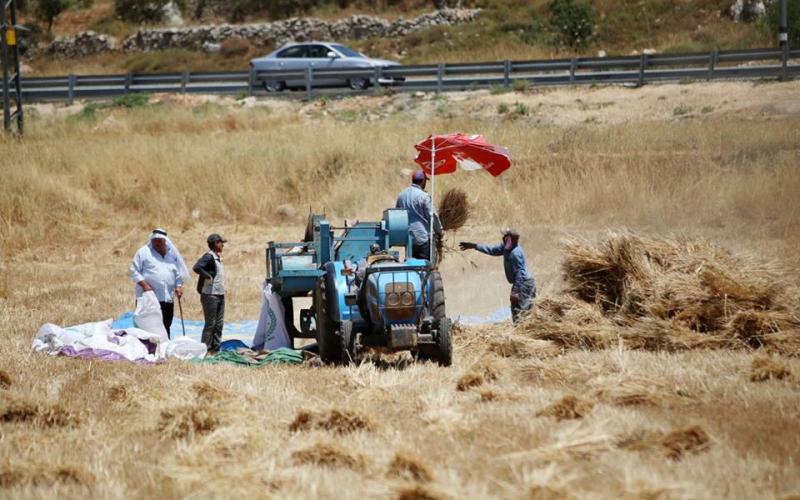صور: موسم حصاد القمح في رام الله